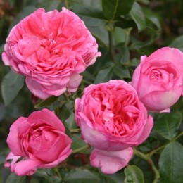 La rose de Molinard ®